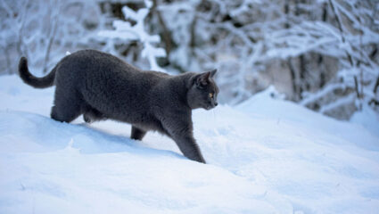 puzzel: grijze kat in de sneeuw