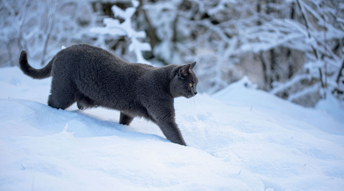 puzzel: grijze kat in de sneeuw
