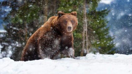 puzzel: bruine beer in de sneeuw