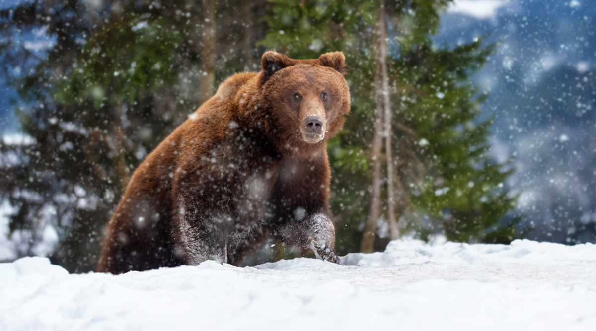 puzzel: bruine beer in de sneeuw