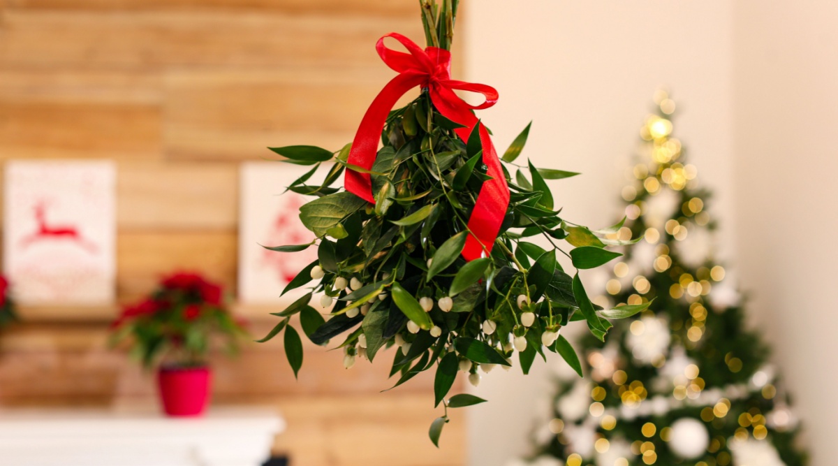 Hoe zit het? Waarom zoenen we onder de mistletoe?