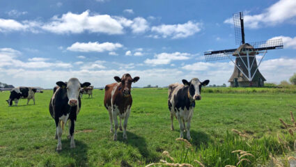 Puzzel: maak de koeien bij de molen compleet.