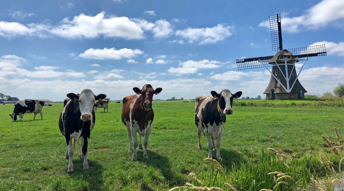 Puzzel: maak de koeien bij de molen compleet.