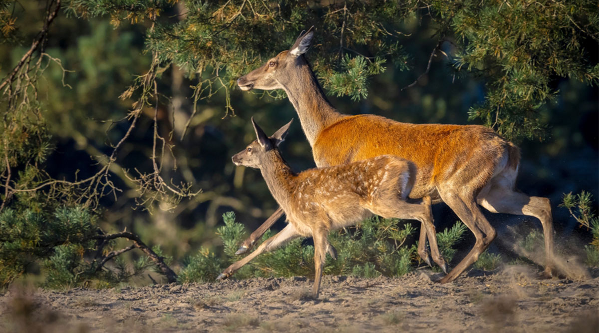 Puzzel: maak het hert en haar kalf compleet.