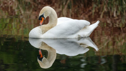 Puzzel: maak de zwaan in het water compleet.
