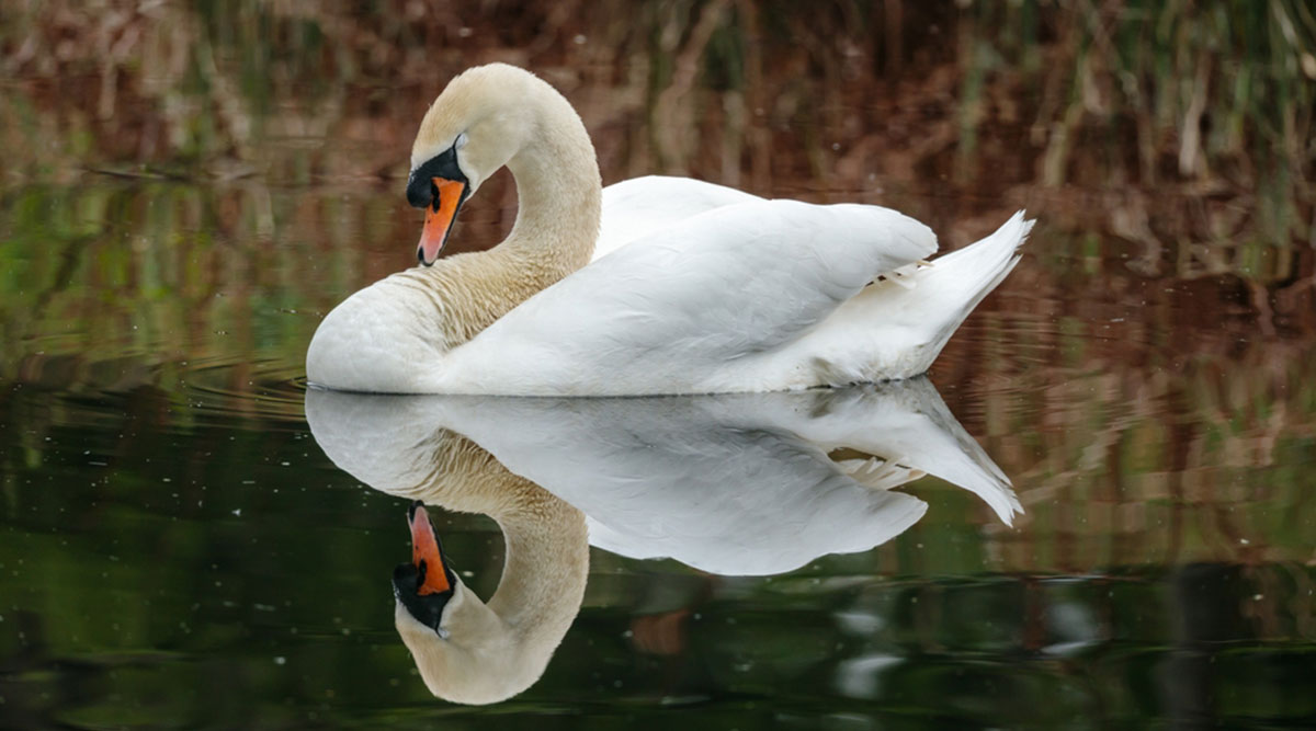 Puzzel: maak de zwaan in het water compleet.