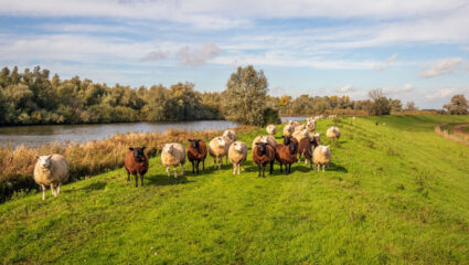puzzel: maak de schapen op de dijk compleet.