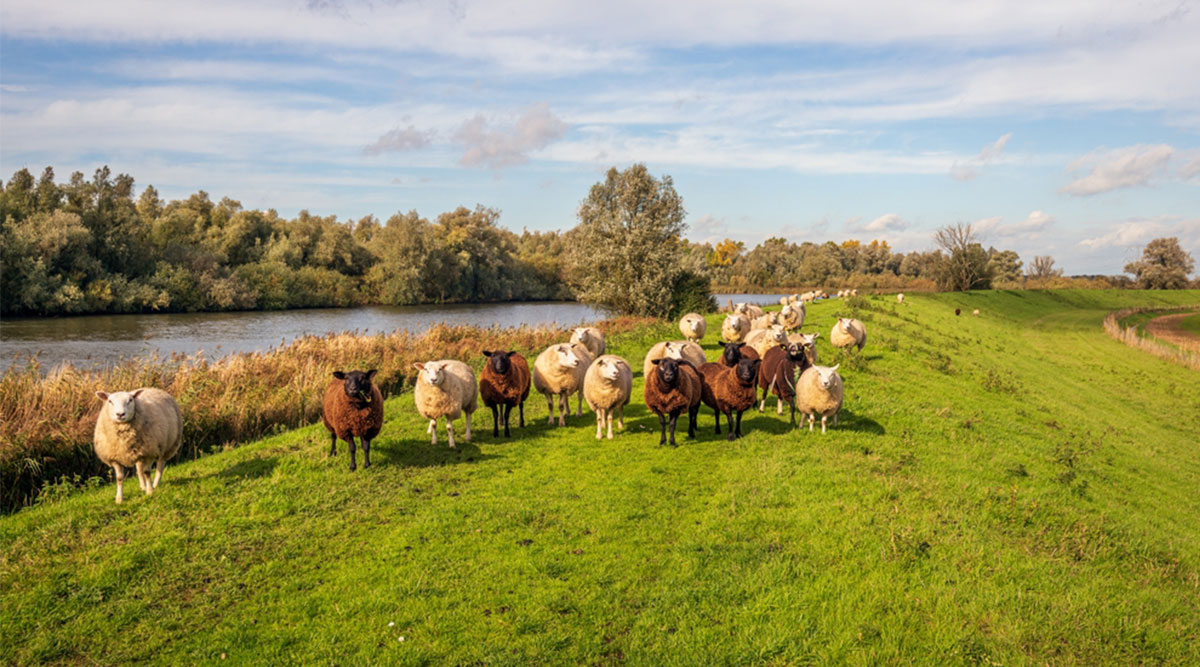 puzzel: maak de schapen op de dijk compleet.