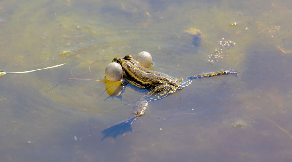 Puzzel: maak de kikker in het water compleet.