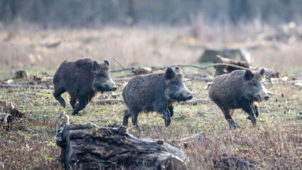 Puzzel: maak de wilde zwijnen compleet.