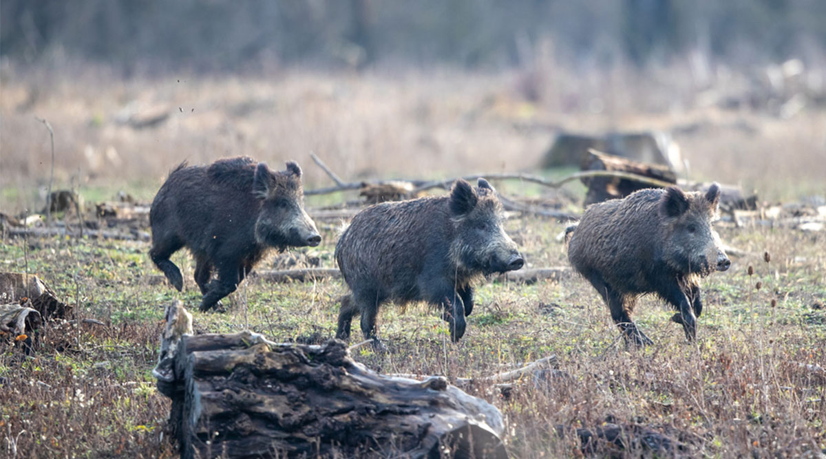 Puzzel: maak de wilde zwijnen compleet.