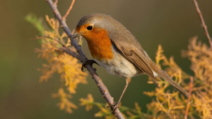 puzzel: maak het roodborstje op de tak compleet.