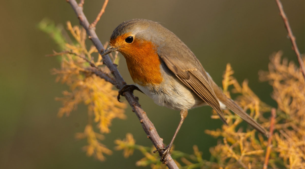 puzzel: maak het roodborstje op de tak compleet.
