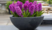 Puzzel: maak de paarse hyacinten in de pot compleet.