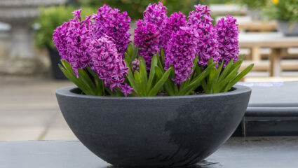 Puzzel: maak de paarse hyacinten in de pot compleet.