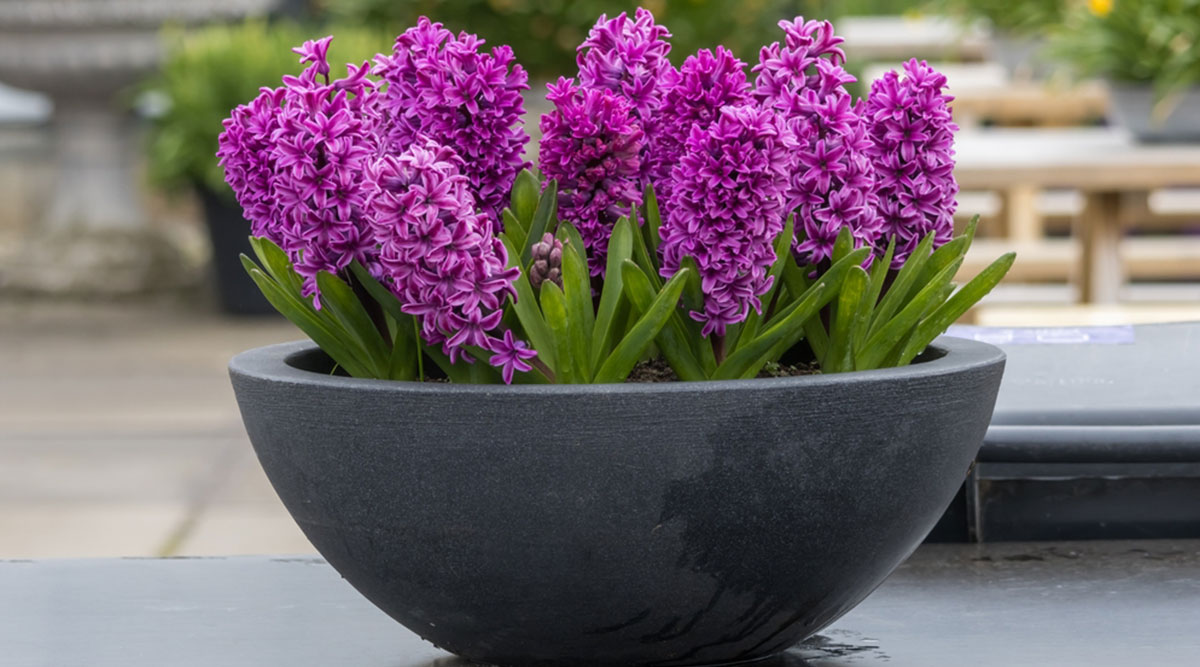 Puzzel: maak de paarse hyacinten in de pot compleet.