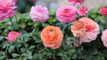 Puzzel: maak de oranje en roze ranonkels compleet.