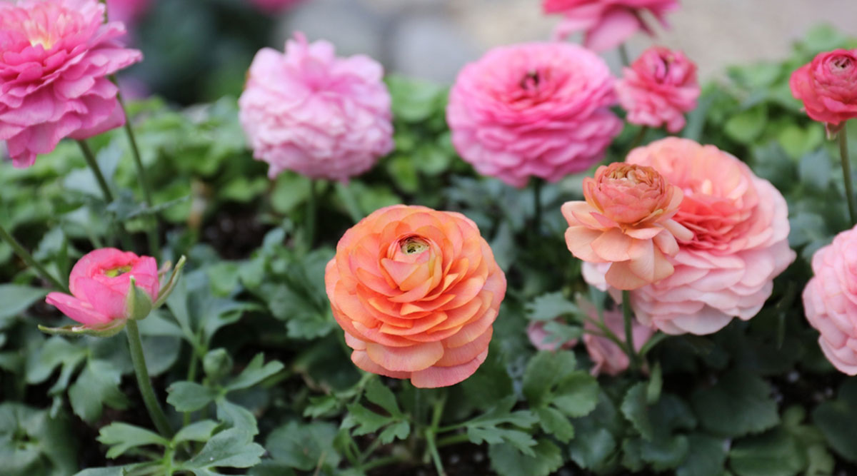 Puzzel: maak de oranje en roze ranonkels compleet.