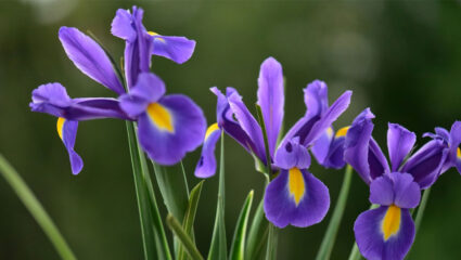 Puzzel: maak de paarse irissen compleet.