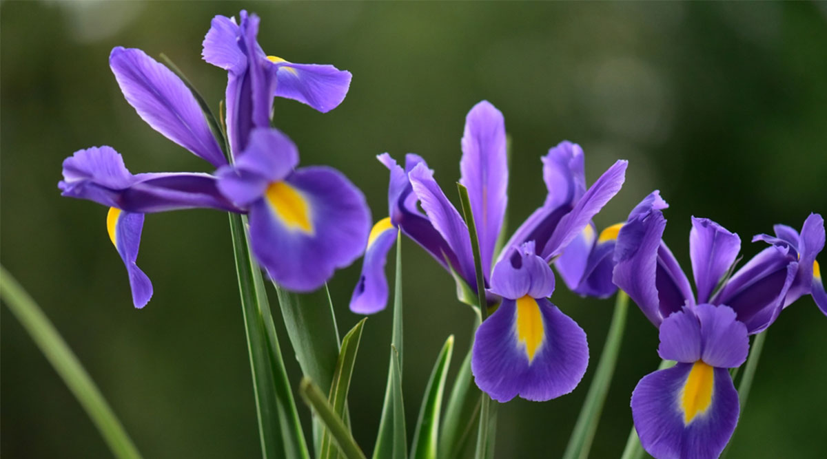 Puzzel: maak de paarse irissen compleet.