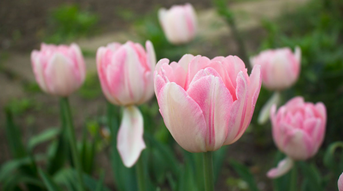 Puzzel: maak de roze tulpen in het veld compleet.