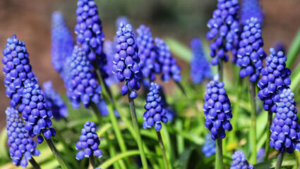 Puzzel: maak de blauwe druifjes compleet.