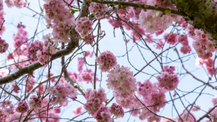 Puzzel: maak de roze kersenbloesem aan de boom compleet.