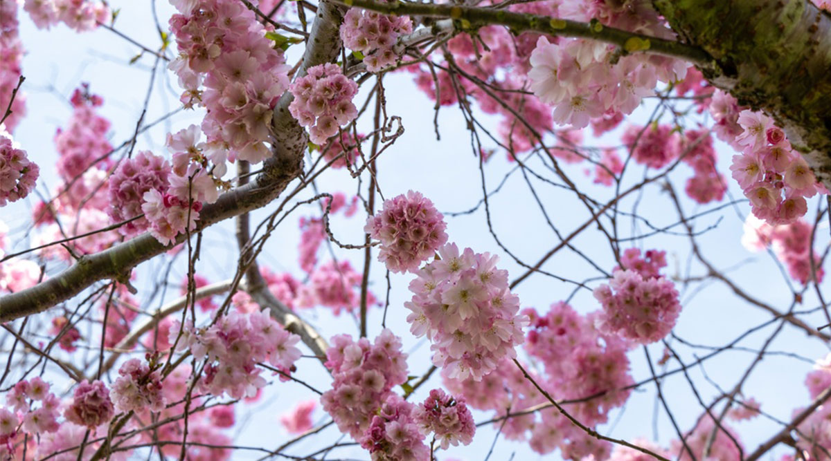 Puzzel: maak de roze kersenbloesem aan de boom compleet.