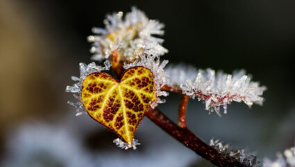 ijskristallen om een blad.