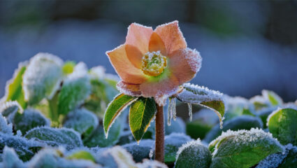 Helleborus met ijskristallen.