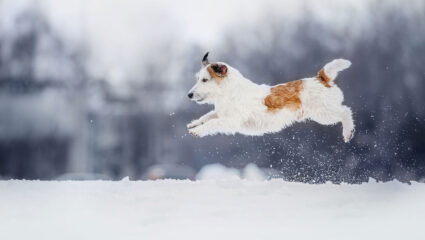 Een hond speelt in de sneeuw. Let op met strooizout.