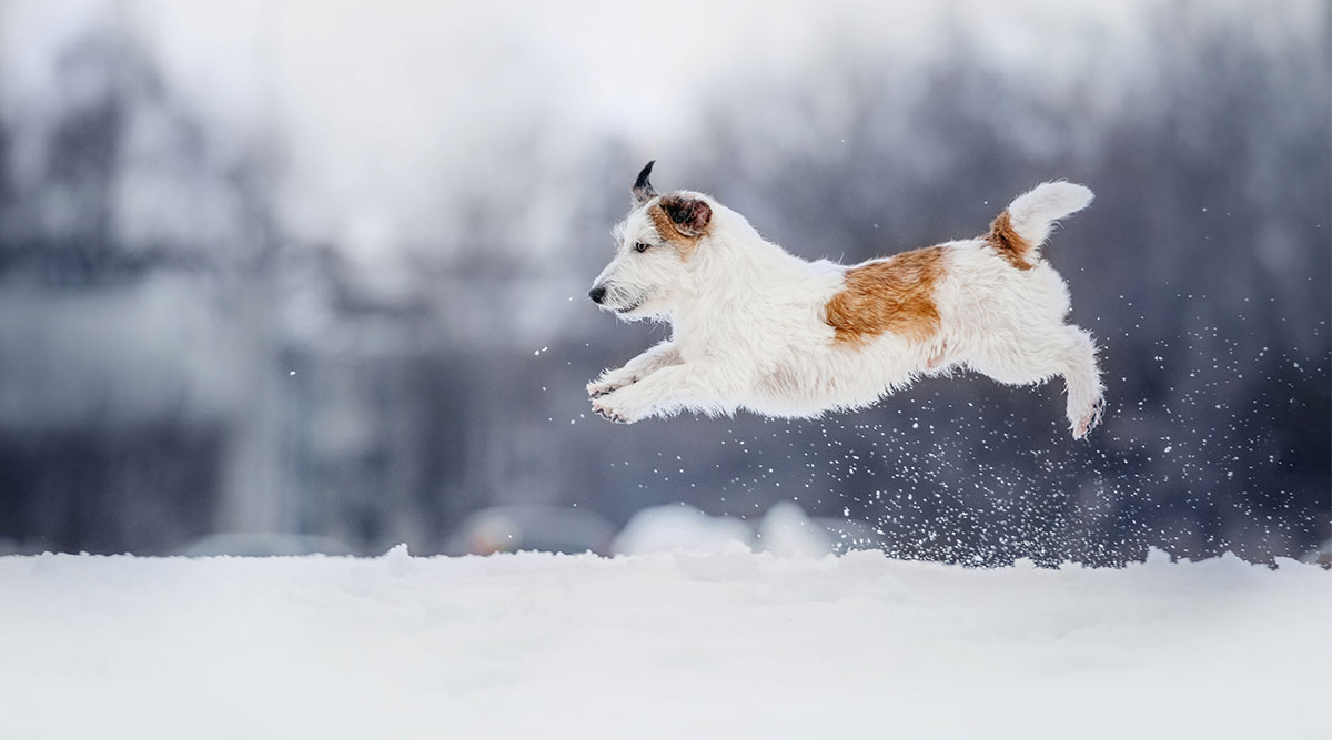 Een hond speelt in de sneeuw. Let op met strooizout.
