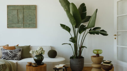 De Strelitzia Nicolai behoort tot de grote kamerplanten