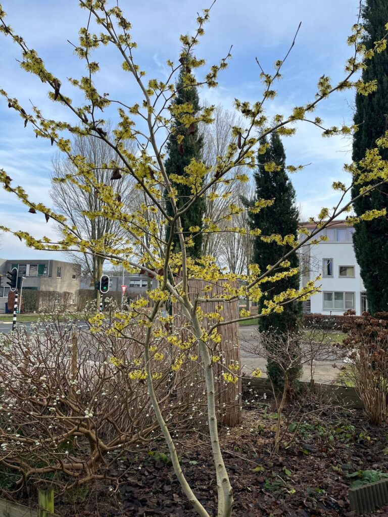 Toverhazelaar met meerdere gesnoeide stammen
