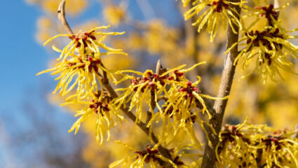 Een geel bloeiende toverhazelaar