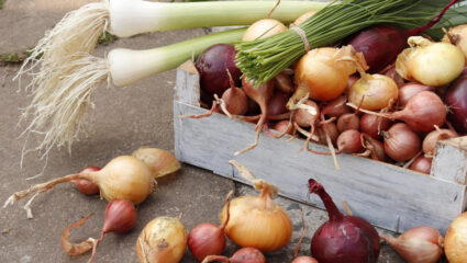 De ui als centraal middelpunt