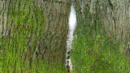 Boomschuim op een boom.