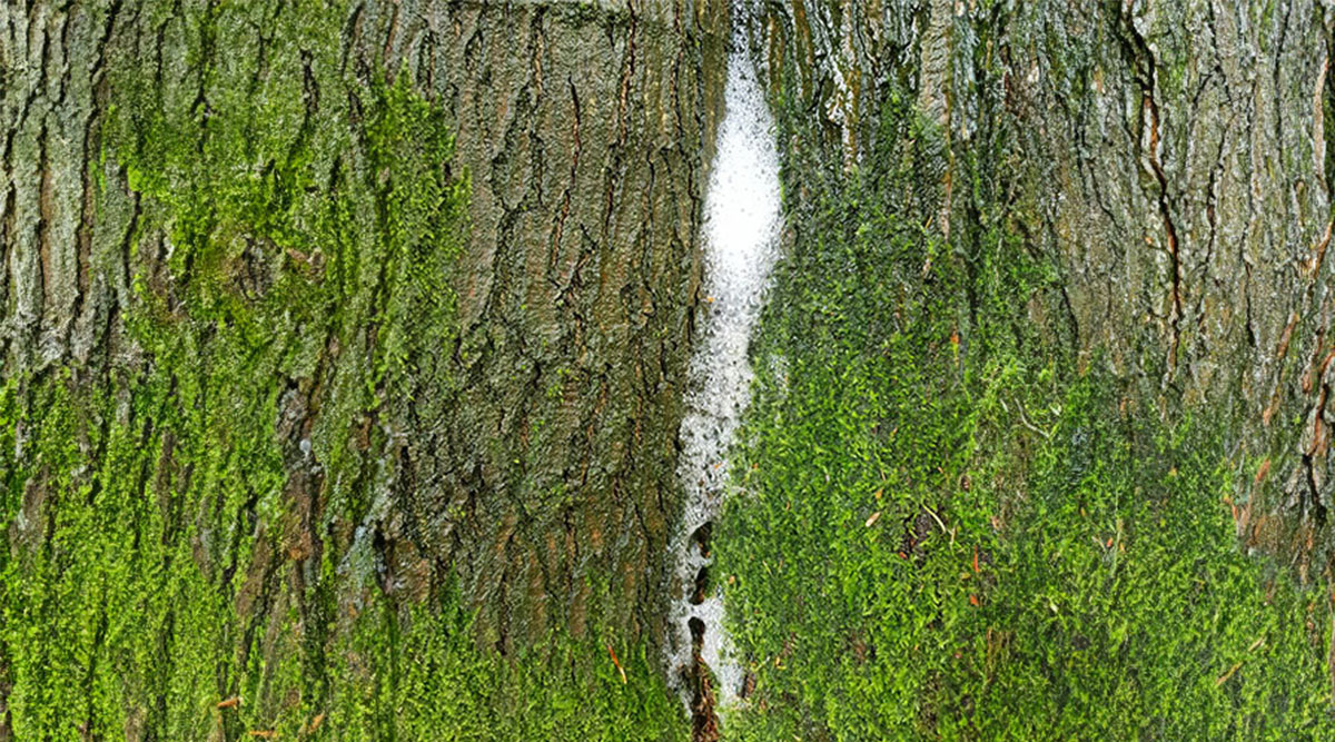 Boomschuim op een boom.