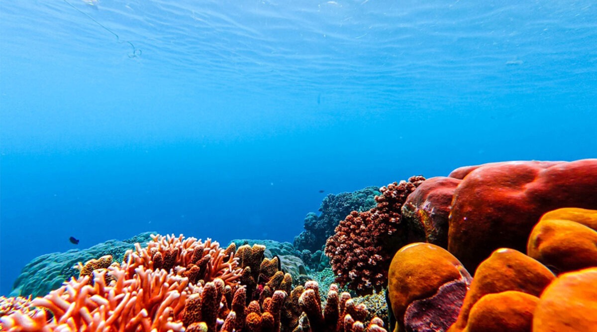 MAX Vandaag puzzel: maak het koraal in de zee compleet