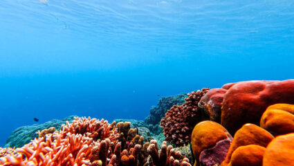 MAX Vandaag puzzel: maak het koraal in de zee compleet
