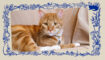 De rode kater uit Het leven van Marian