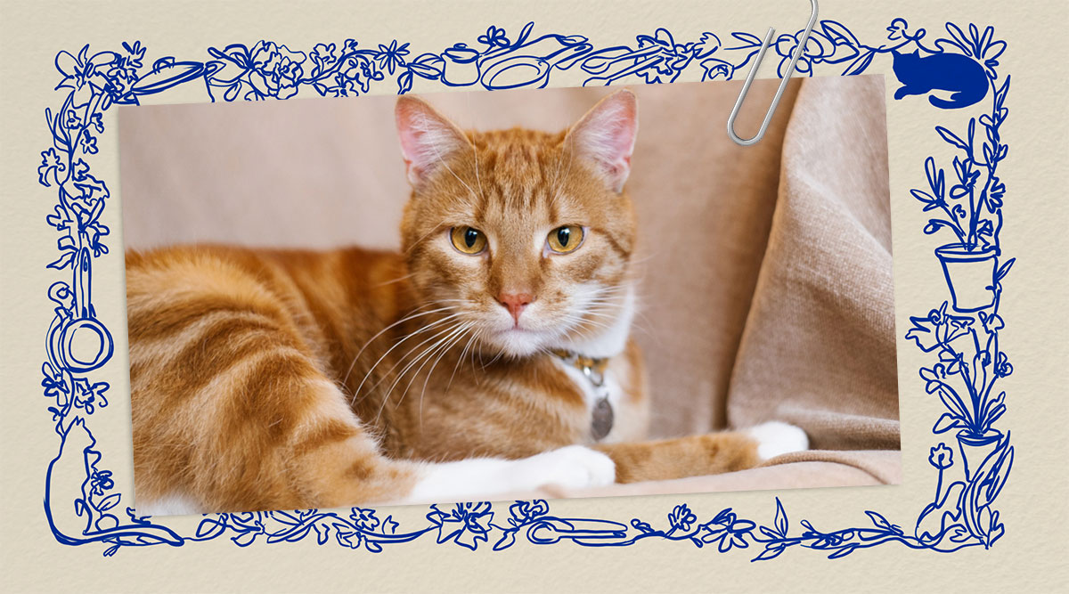 De rode kater uit Het leven van Marian