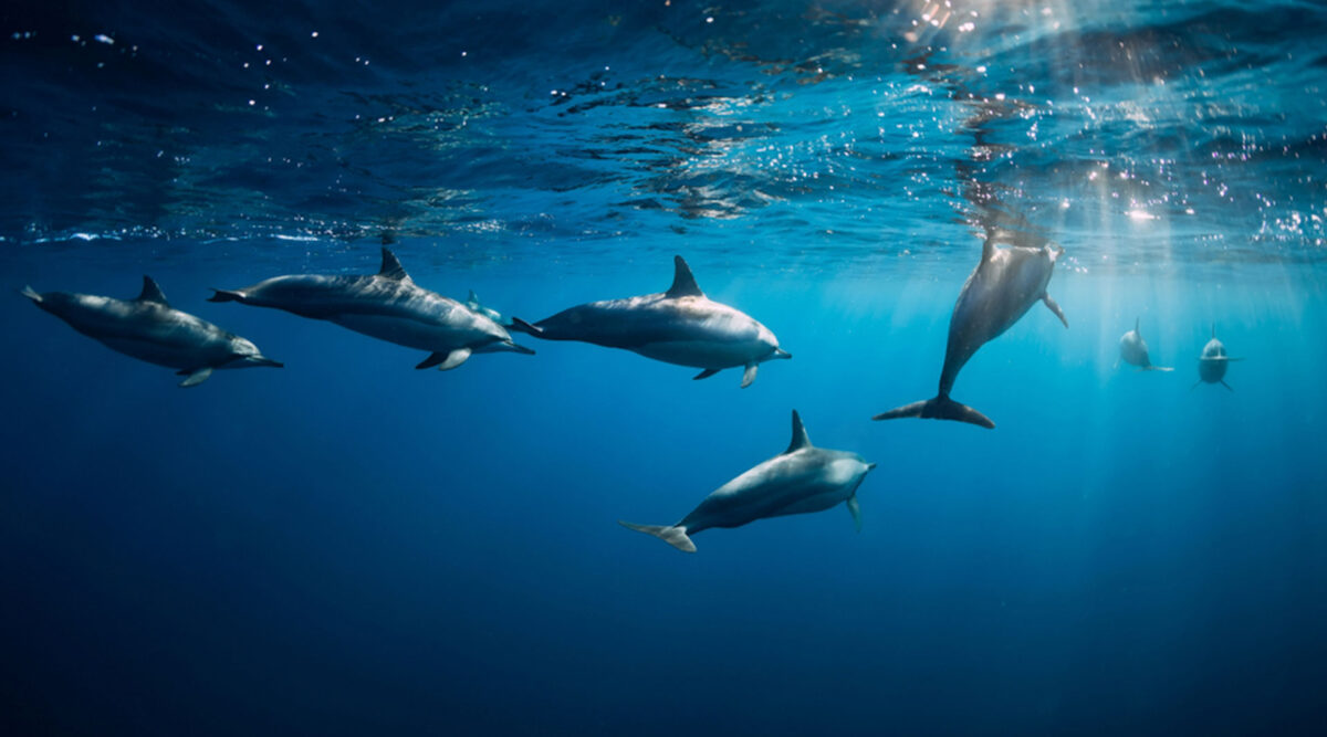 MAX Vandaag puzzel: maak de dolfijnen in de zee compleet