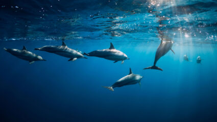 MAX Vandaag puzzel: maak de dolfijnen in de zee compleet