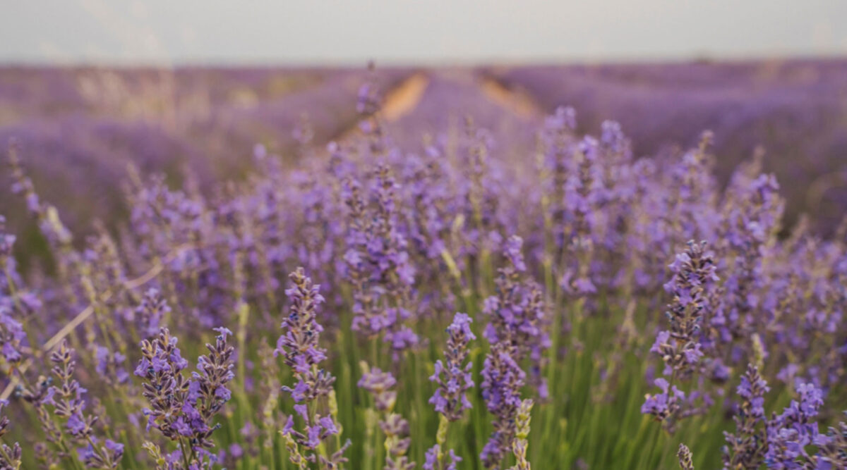 MAX Vandaag puzzel: maak de lavendel compleet