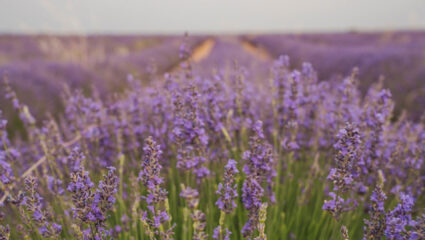 MAX Vandaag puzzel: maak de lavendel compleet