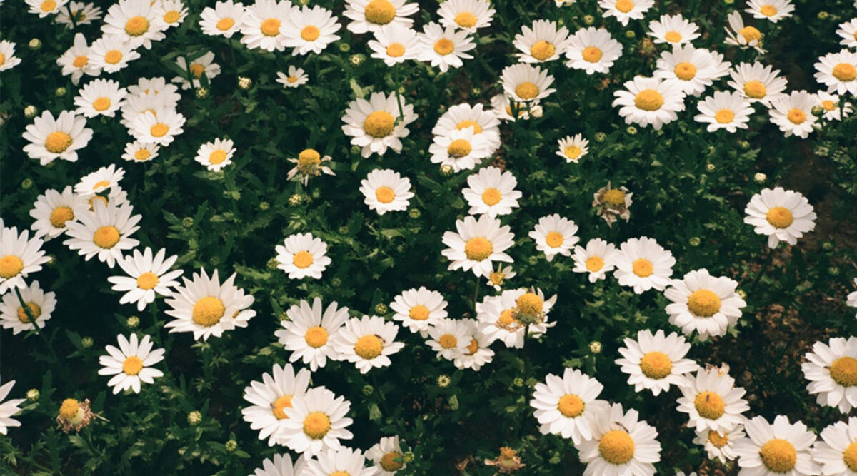 MAX Vandaag puzzel: maak de madeliefjes compleet