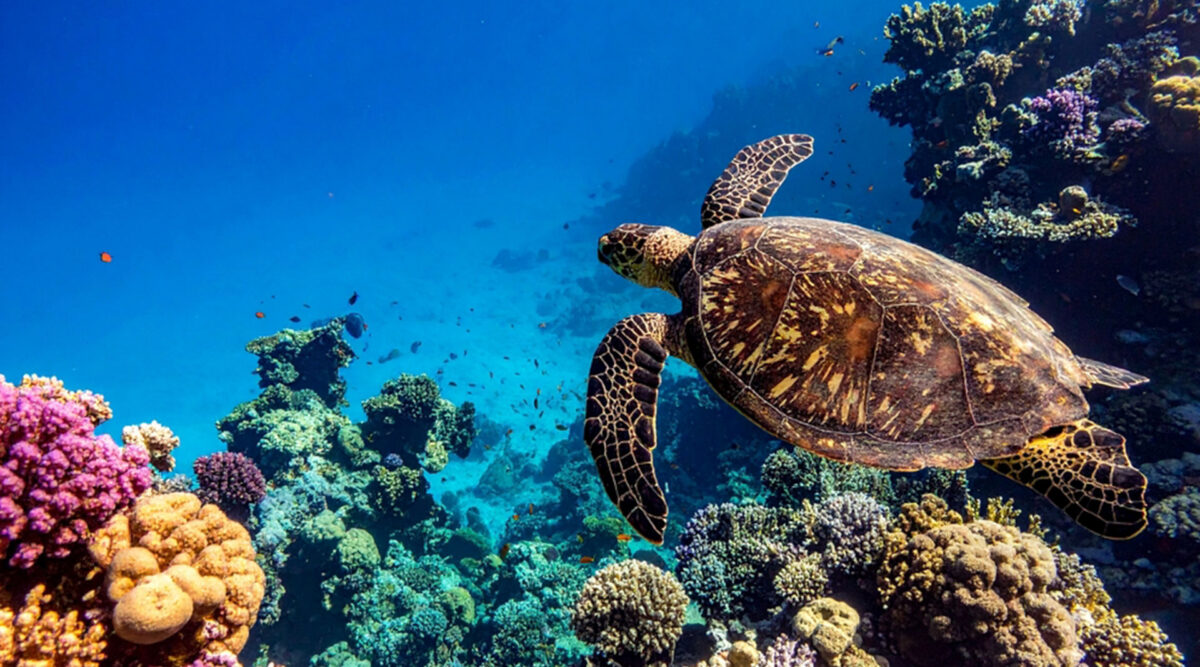 MAX Vandaag puzzel: maak de schildpad in de zee compleet