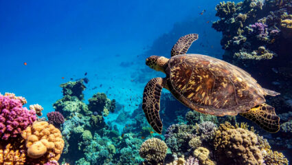MAX Vandaag puzzel: maak de schildpad in de zee compleet