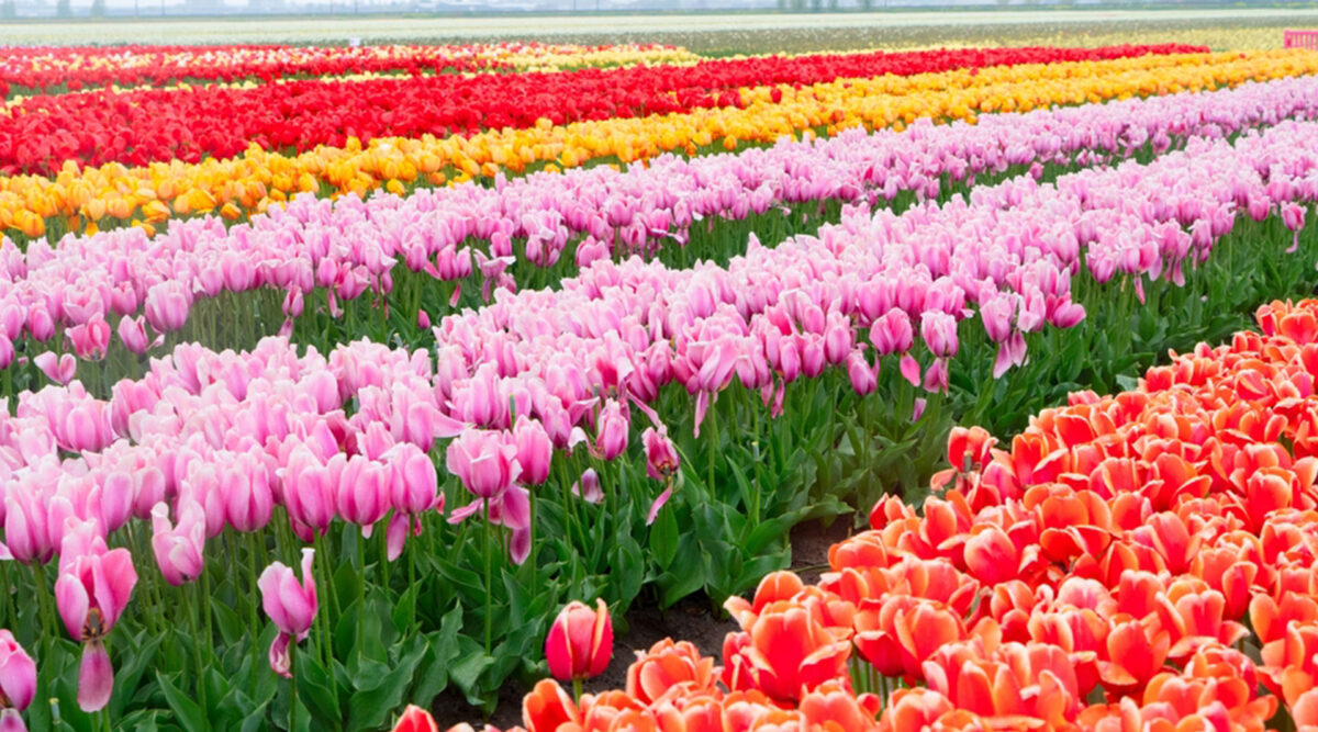 MAX Vandaag puzzel: maak de tulpen compleet